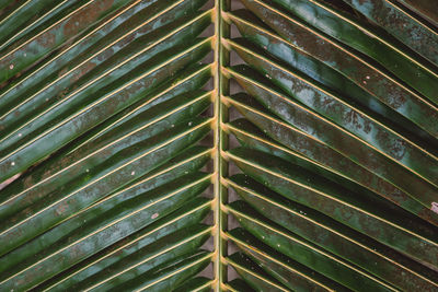 Full frame shot of palm leaf