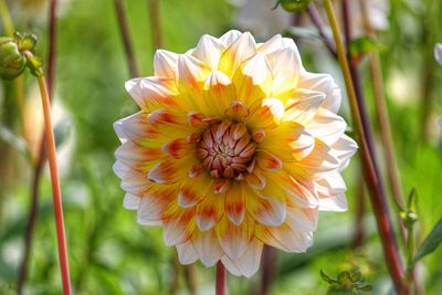 Close-up of yellow flower blooming outdoors