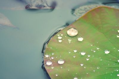 Close-up of leaf floating on water