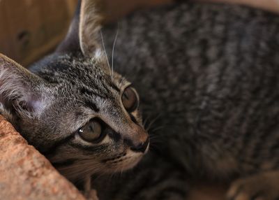 Close-up of a cat