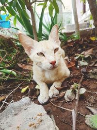 Portrait of cat by plants