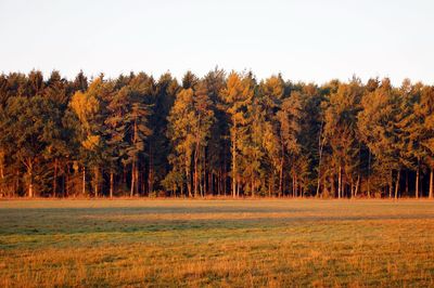 Trees in forest during autumn