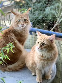 Portrait of cats sitting outdoors