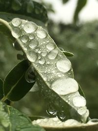 Close-up of wet yellow flower