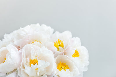 Close-up of white rose flower