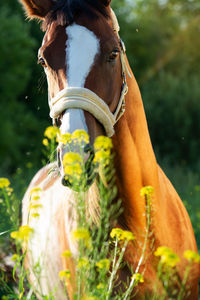 Close-up of horse on field