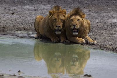 Lions by lake