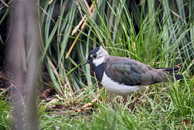 Bird perching on a field