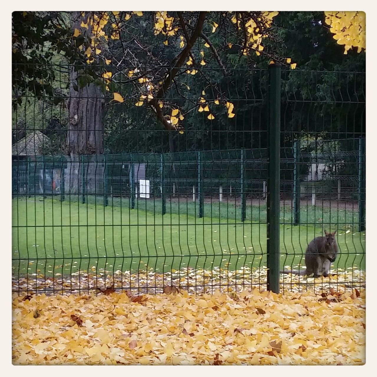 tree, transfer print, fence, auto post production filter, park - man made space, built structure, bench, field, nature, growth, metal, outdoors, protection, day, building exterior, playground, architecture, autumn, absence, park bench