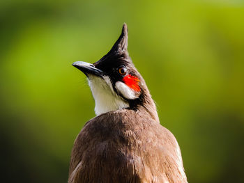 Close-up of a bird