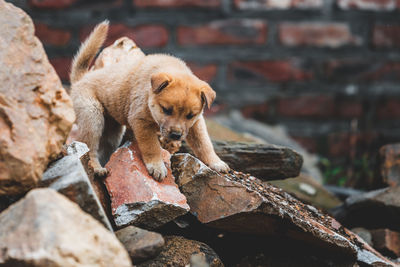 Puppy standing on rocks outdoors