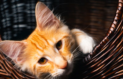 Close-up of a ginger norwegian forest cat in basket