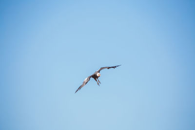 Low angle view of bird flying in sky