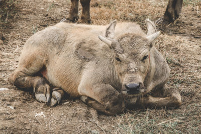 View of animal resting on field