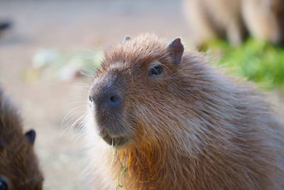 Close-up of a capybara
