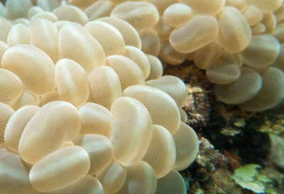 Close-up of coral in sea