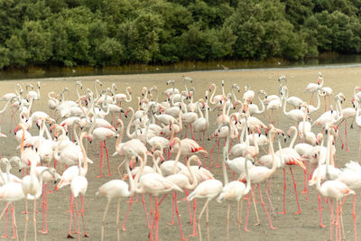 Flamingoes in ras al khor wildlife sanctuary, ramsar site, flamingo hide2, dubai, uae