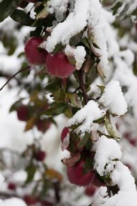 Close-up of snow on tree