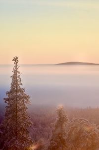 Scenic view of tree against sky during sunset