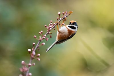 Close-up of bird perching on a plant