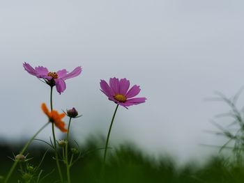 Close-up of pink cosmos flowers against sky