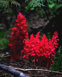 Close-up of red flowers