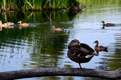 Ducks swimming on lake