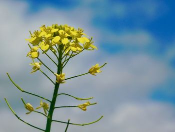 Low angle view of yellow flowering plant against sky