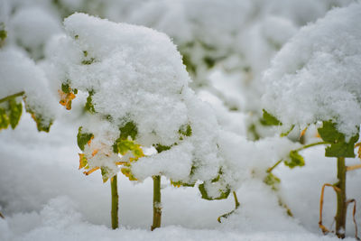 Close-up of snow covered plant