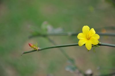 Close-up of yellow flowering plant