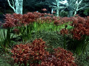 Red flowering plants on field