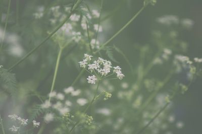 Close-up of flowering plant