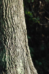 Close-up of tree trunk