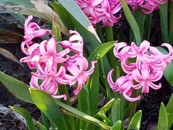 Close-up of pink flowers blooming outdoors