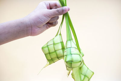 Close-up of hand holding leaf over white background