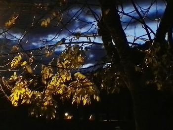 Low angle view of trees against sky at night