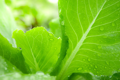 Close-up of wet plant leaves