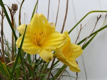 Close-up of yellow flower blooming outdoors