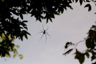 Close-up of spider on plant