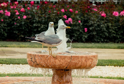 View of bird perching on fountain in park