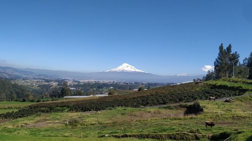 Scenic view of field against clear blue sky