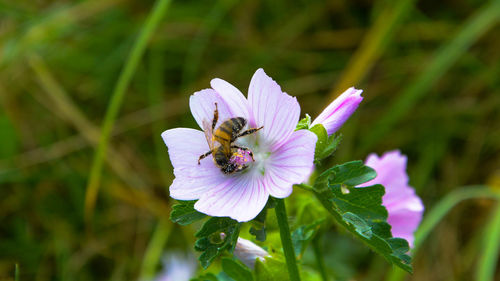 Close-up of bee on flower