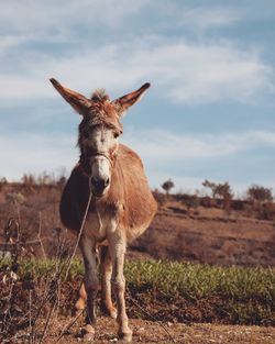 Portrait of donkey on field