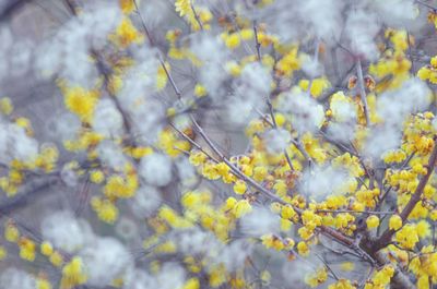 Close-up of yellow flowering plant