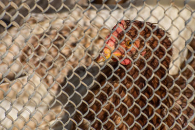 Close-up of a cat looking through chainlink fence