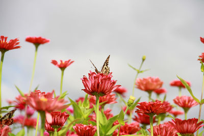 Close-up of insect on red flowers