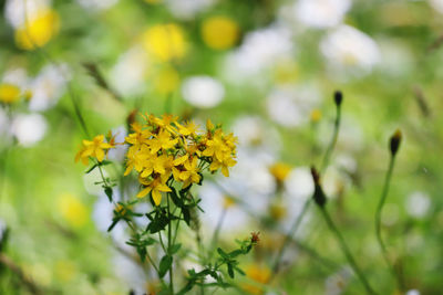 Close-up of yellow flowering plant