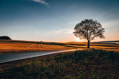 Tree on field against sky during sunset