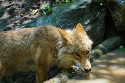 Wolf drinking water