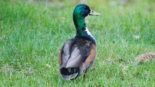 Duck on field